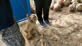 Djurrättsorganisationen har besökt åtta gårdar där apor tvingas att plocka kokosnötter