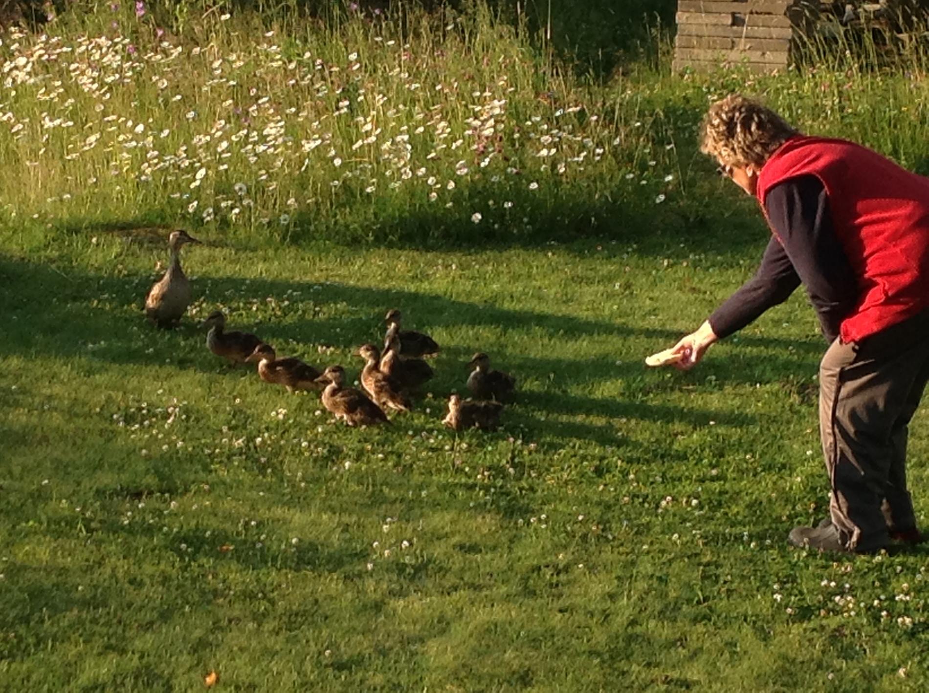 Här kommer mamma and med sina söta ungar på besök till vår sommarstuga vId Storsjön, Sandviken, skriver Mona.