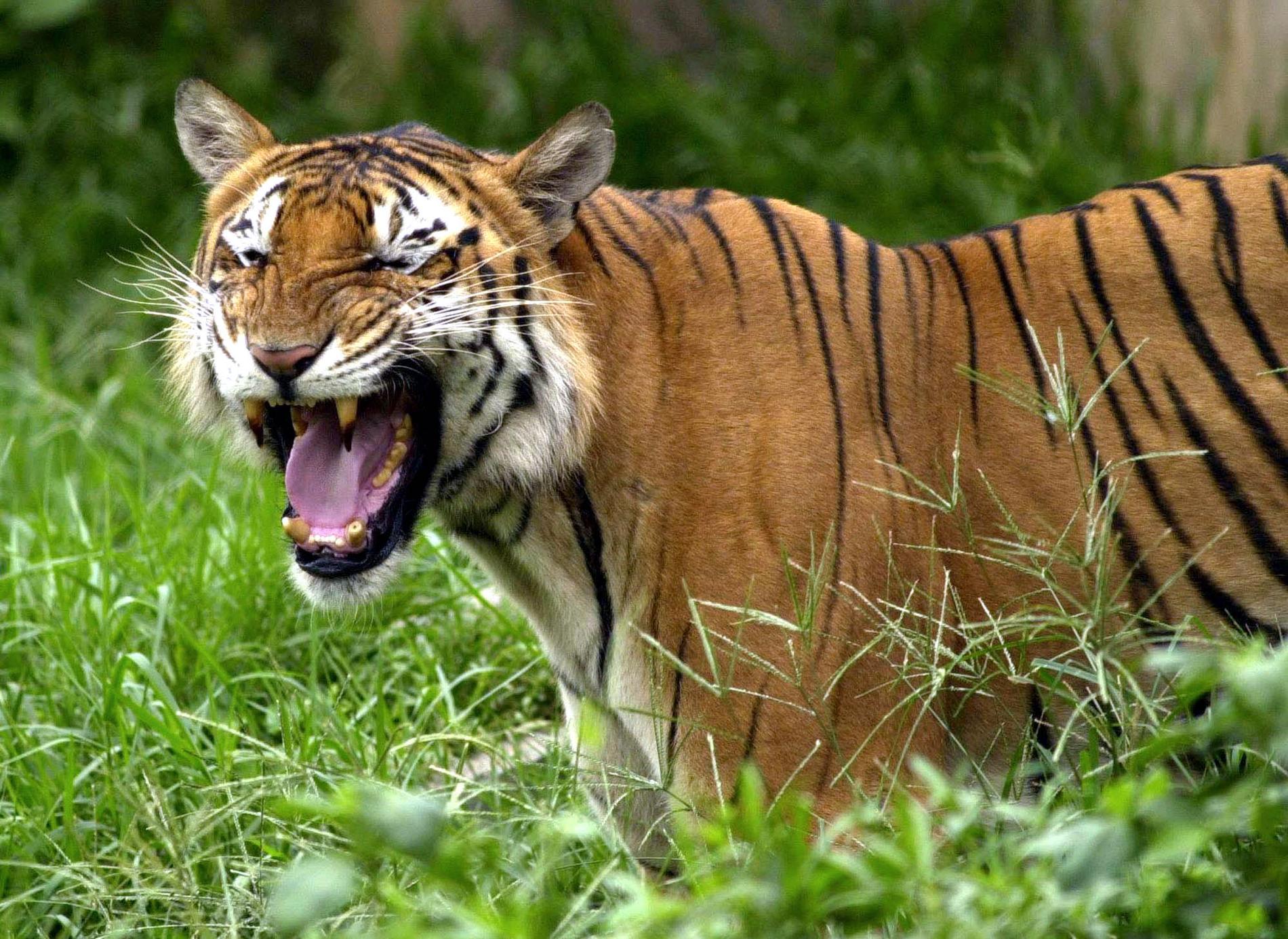 Antalet vilda tigrar i floddeltaområdet Sundarbans i sydvästra Bangladesh har stigit för första gången på 15 år. Arkivbild.