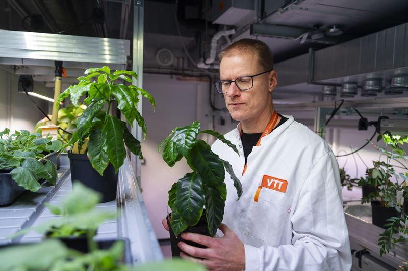 Forskare Heiko Rischer har odlat celler från kaffeplantor på labbet. Resultatet är ett pulver med kaffeegenskaper. Tanken är det ska bli en mer hållbar kaffevariant.