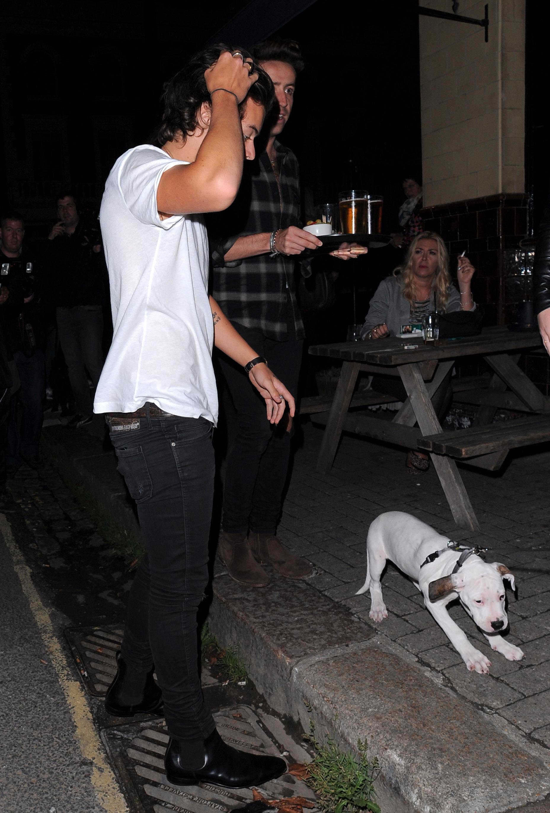 Harry mötte en hundvalp vid ett pubbesök i centrala London hösten 2013 Ett möte mellan två gulliga giganter