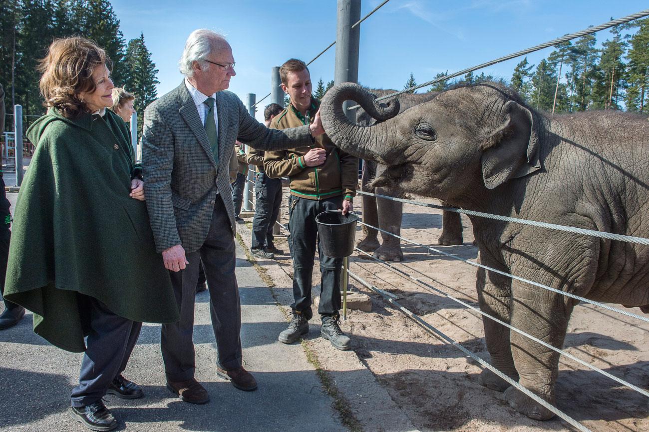 Kungaparet på besök hos sin elefant Namsai på Kolmårdens djurpark i april 2015.