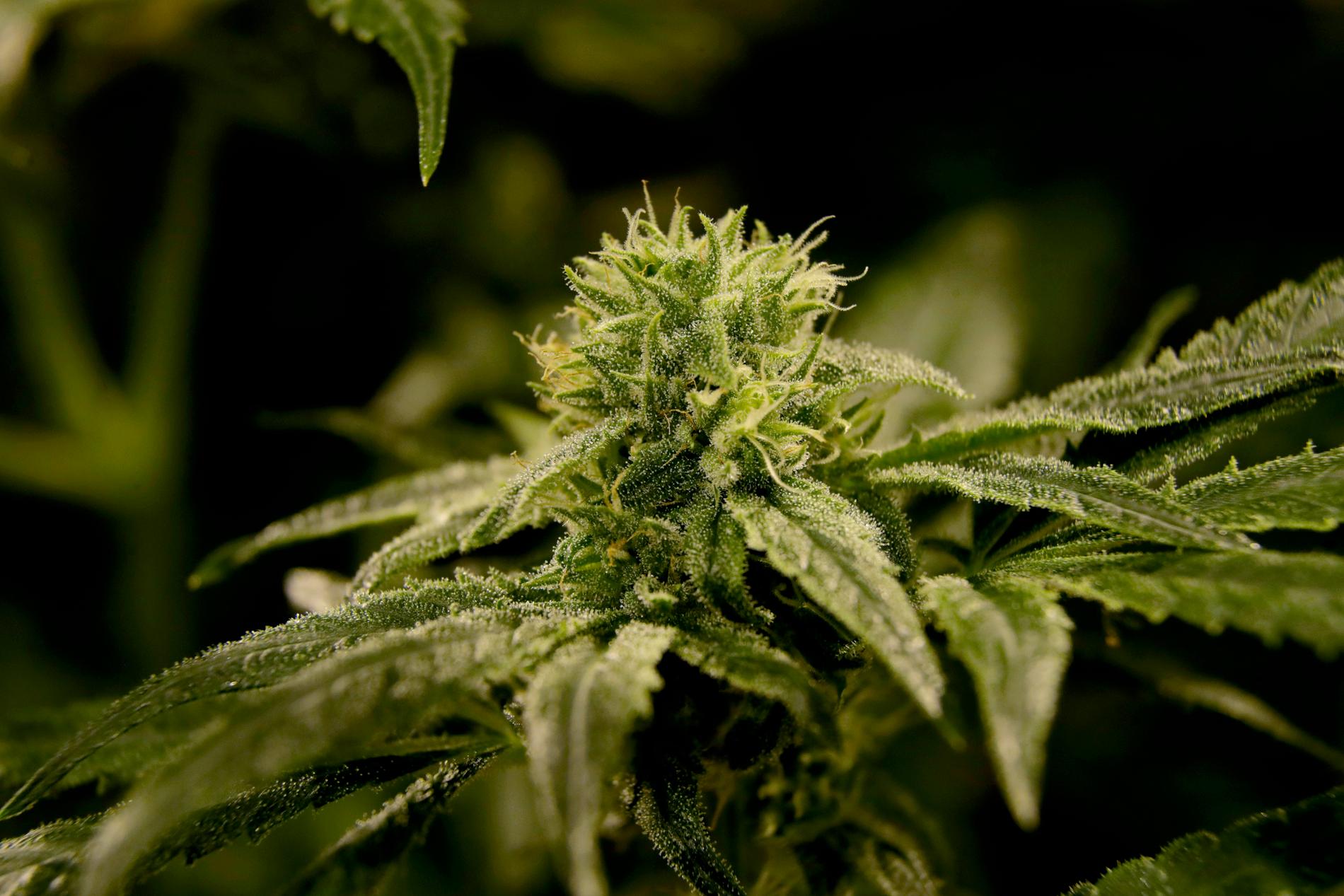 Växten cannabis sativa (hampa) innehåller många olika aktiva ämnen, varav ett ger rusgivande effekt. Arkivbild.