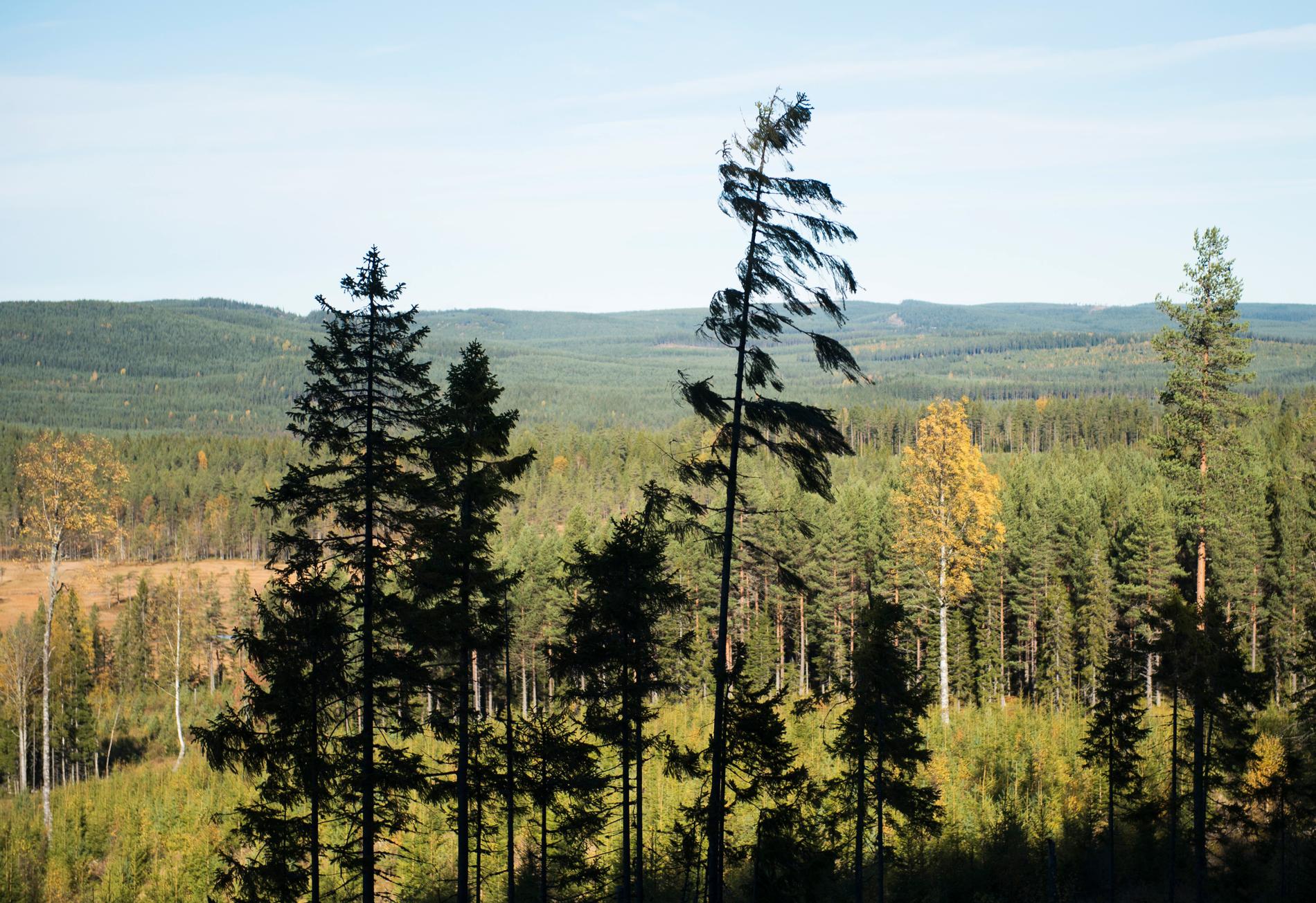 Utsikt över skog och mark från naturreservatet Hykjeberget i Dalarna. Arkivbild.