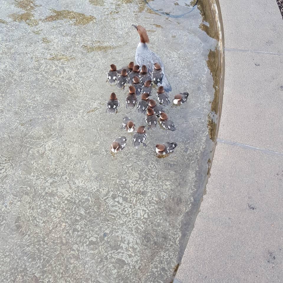 Fåglarna fastnade i fontänen.