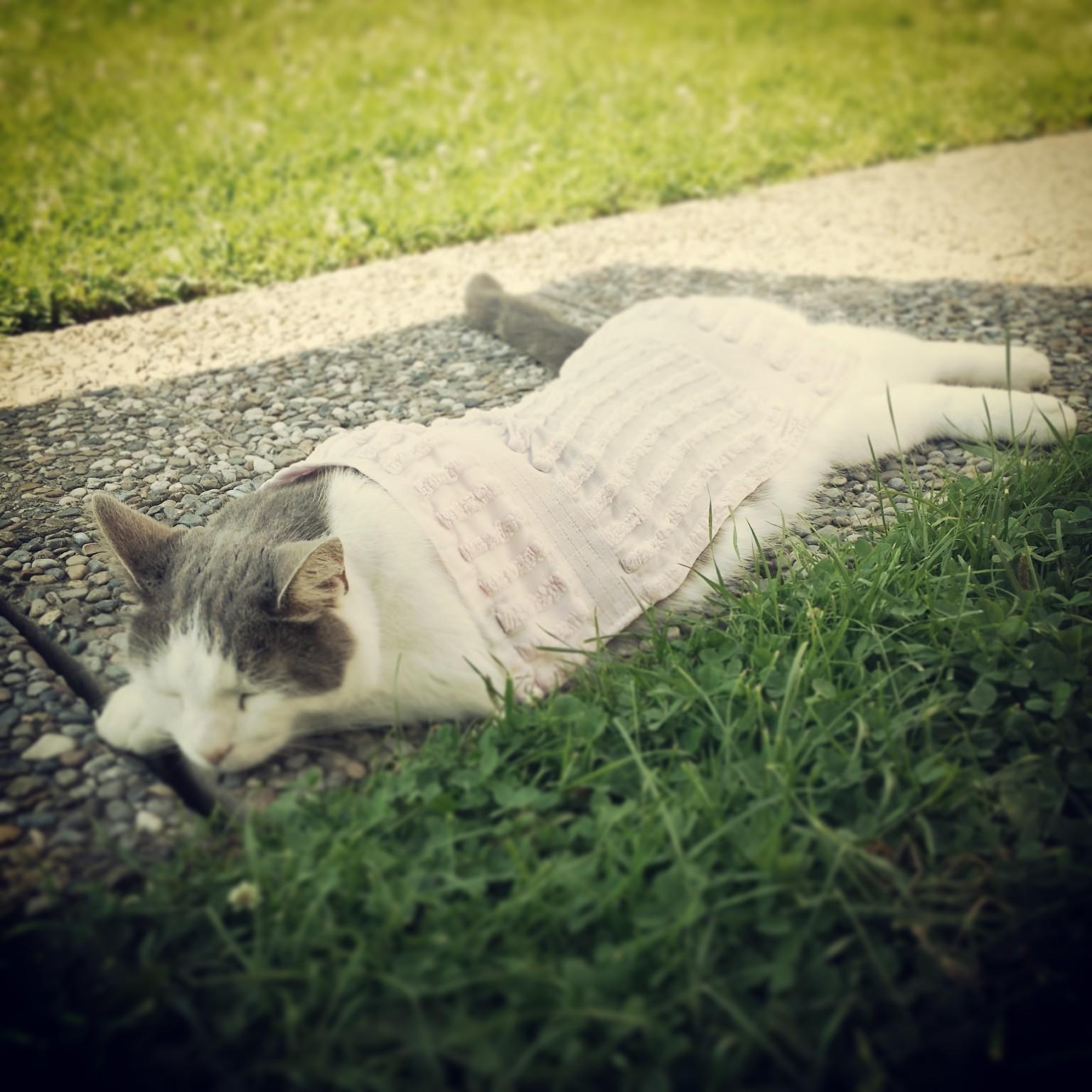Även katter behöver svalka sig i sommarhettan. Här ligger JumJum med en iskall handduk över sig.