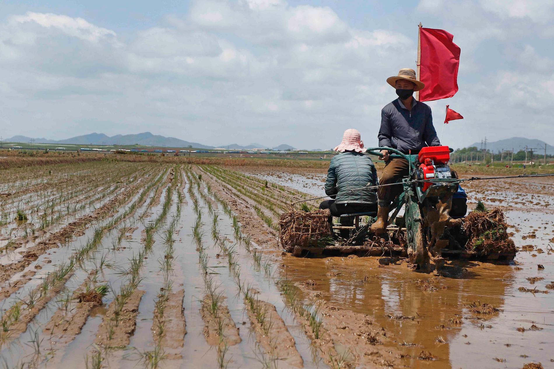 En lantbrukare i Nordkorea som odlar ris. 