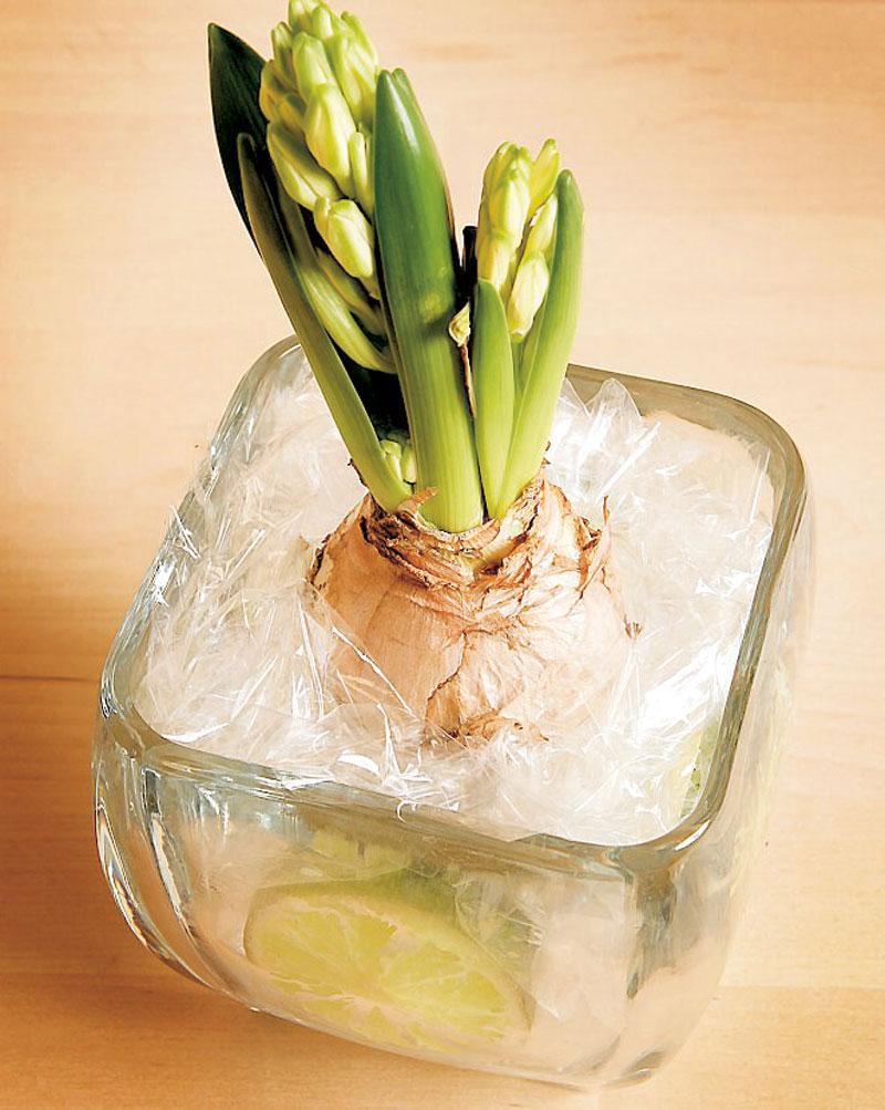 Lök i cellofan. Återanvänd cellofanet som din blomsterhandlare slår in dina blommor i. Skrynkla ihop och använd det i botten på en genomskinlig vas med exempelvis en hyacintlök i. Lite limeskivor på sidorna ger fin effekt.