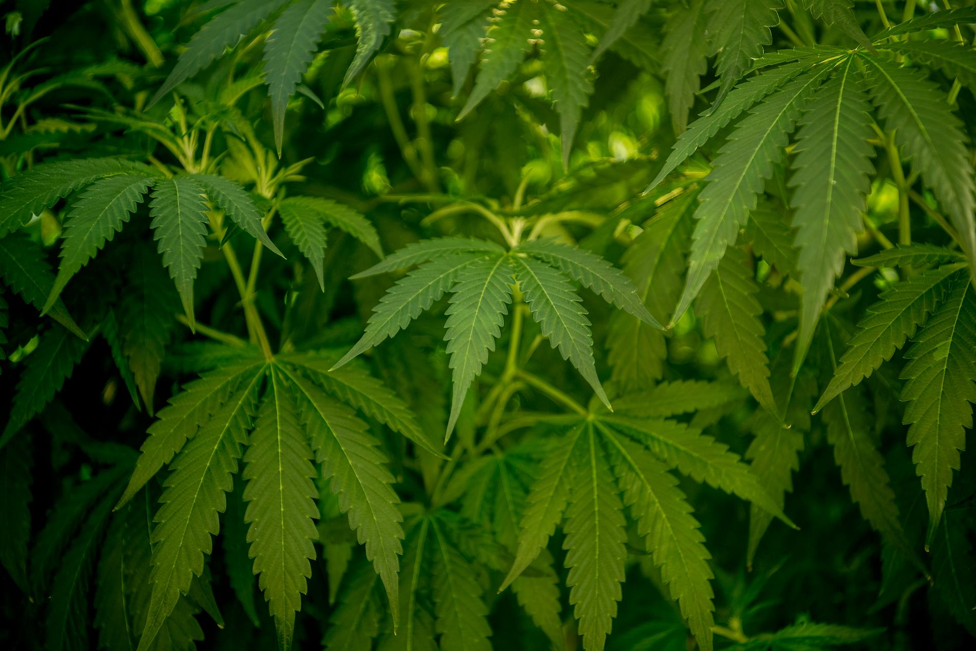 Företaget marknadsförde medicinsk cannabis.