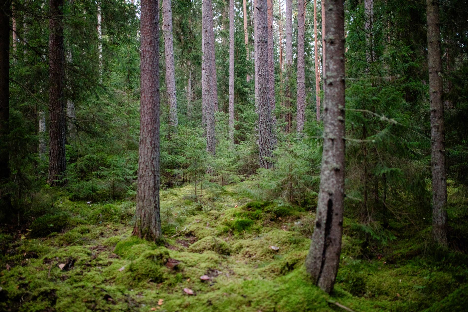 Jägarna ska söka igenom skogen – meter för meter