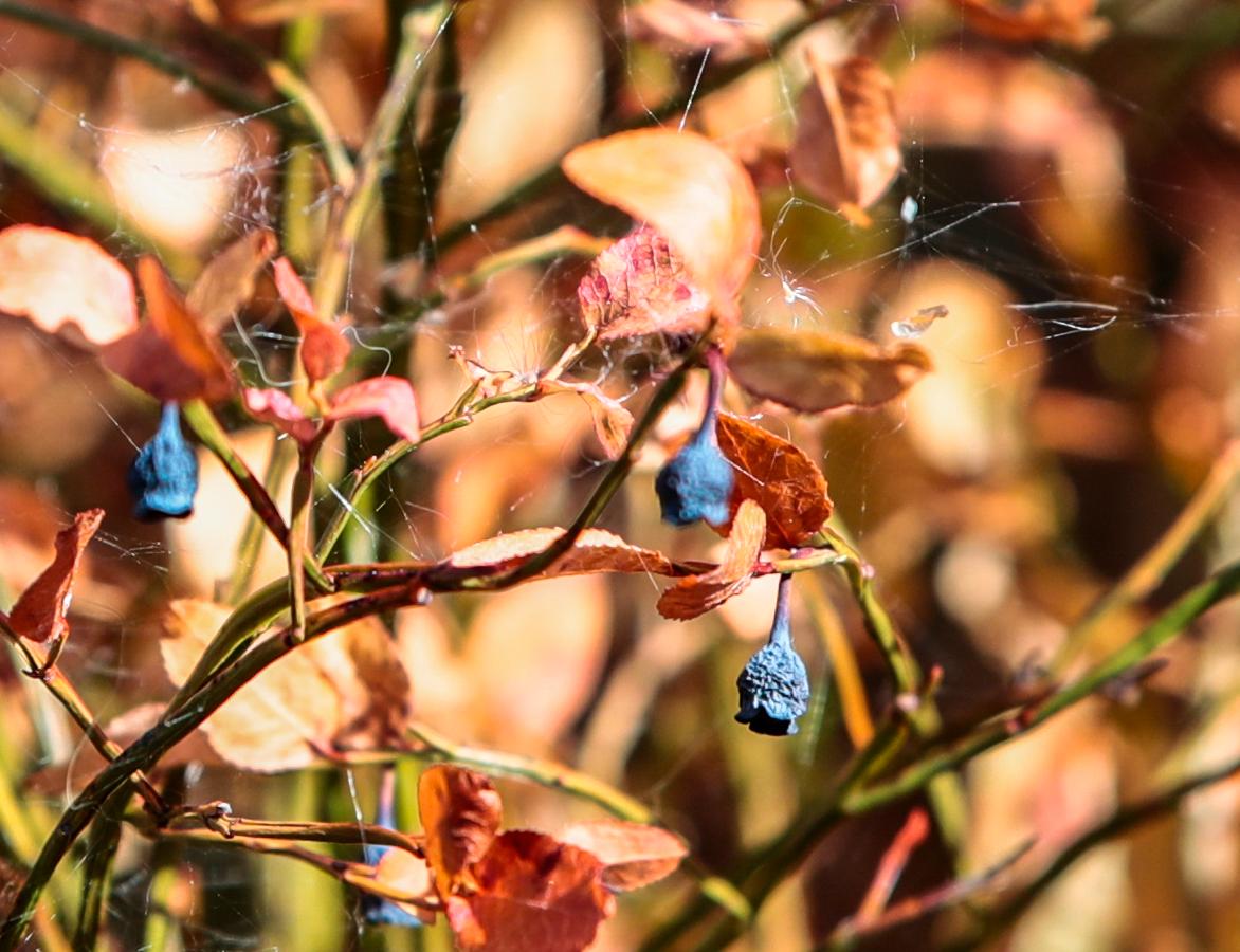 Förra sommarens värmebölja torkade ut blåbärsrisen. Arkivbild.
