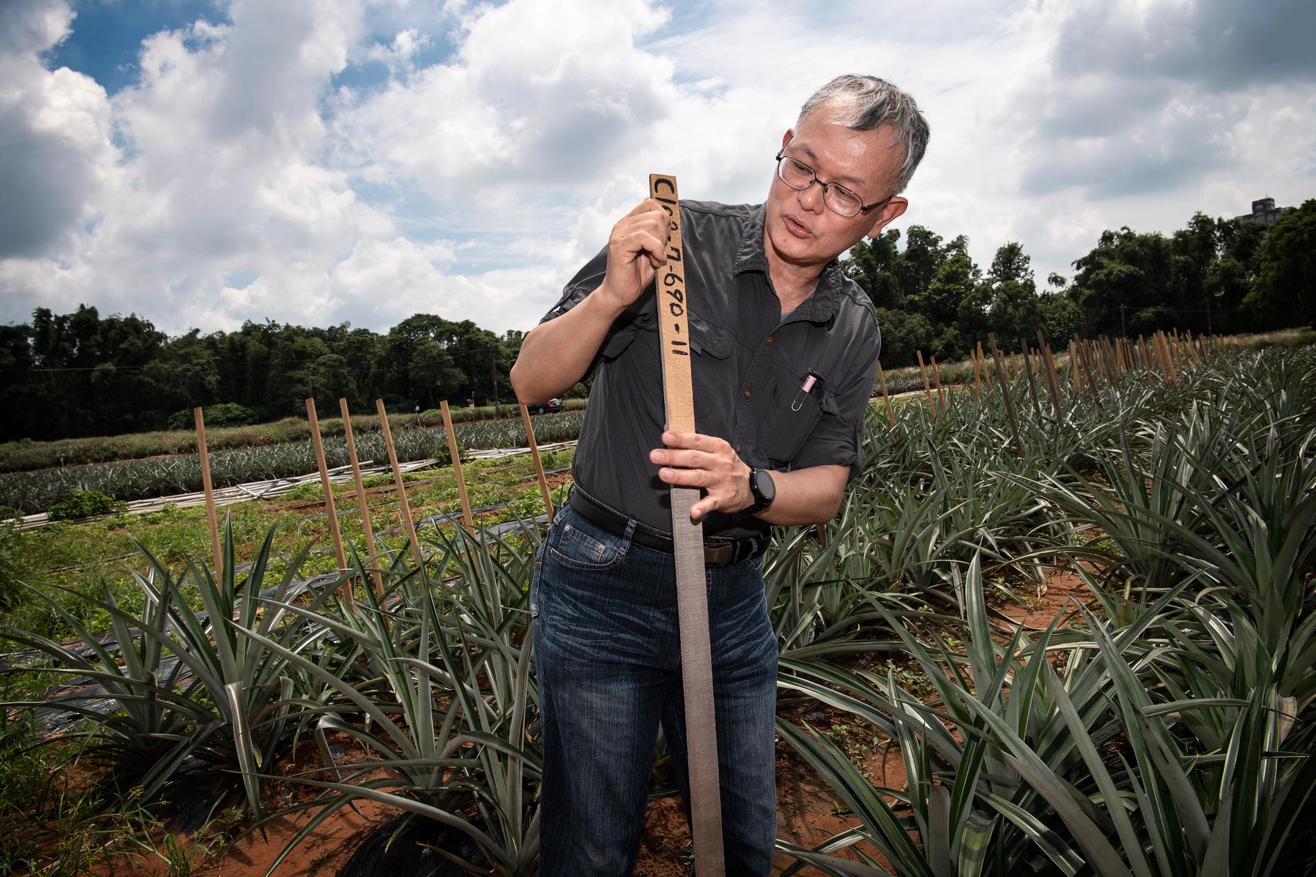 Ching-Sun Kuan har utvecklat en ny ananasvariant kallad T-23.