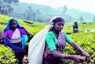Te är en av Sri Lankas största exportvaror. Att besöka teodlingarna uppe i de vackra bergssluttningarna är ett måste.