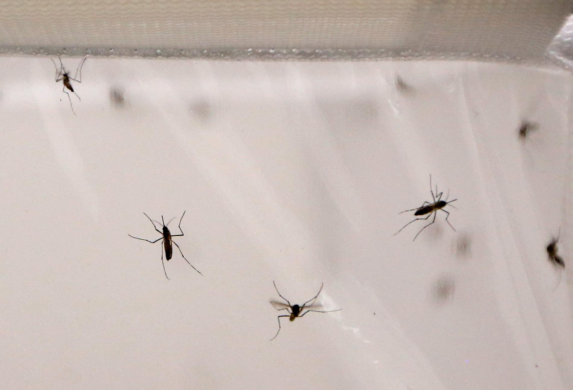 Studien visar att malariamyggorna har lärt sig att de motarbetas inomhus. Arkivbild.