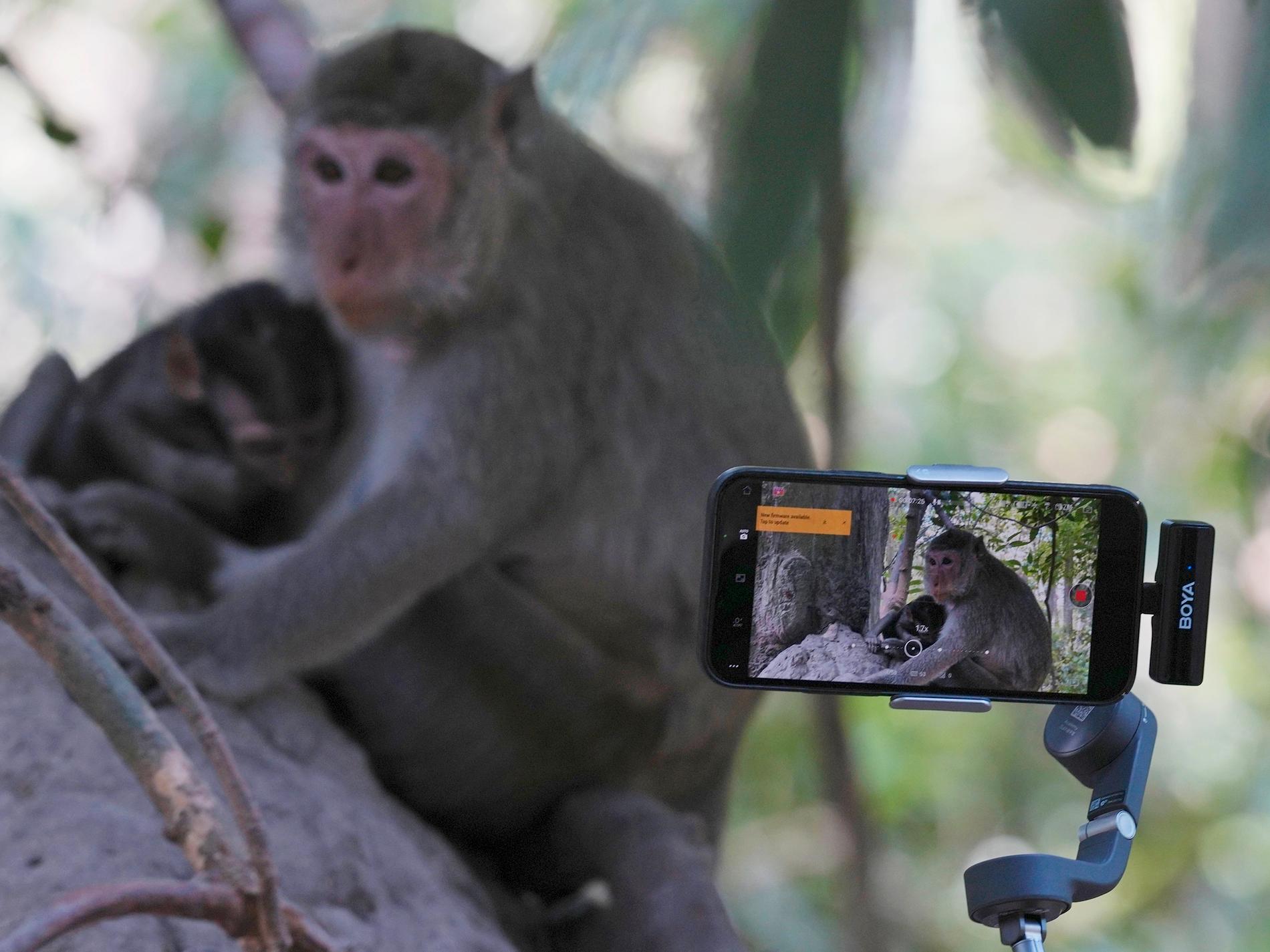 Influerare hetsar apor – för klick på nätet