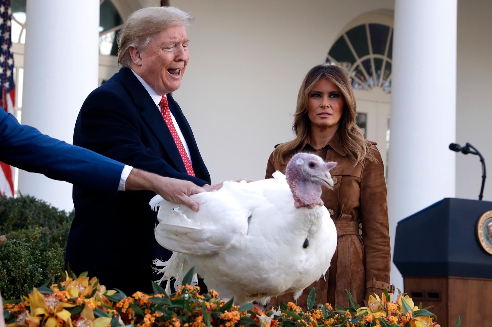 President Donald Trump skonade kalkonen Butter från att nackas och serveras på Vita husets tacksägelsedags middagsbord. USA:s första dam Melania var med vid ceremonin.
