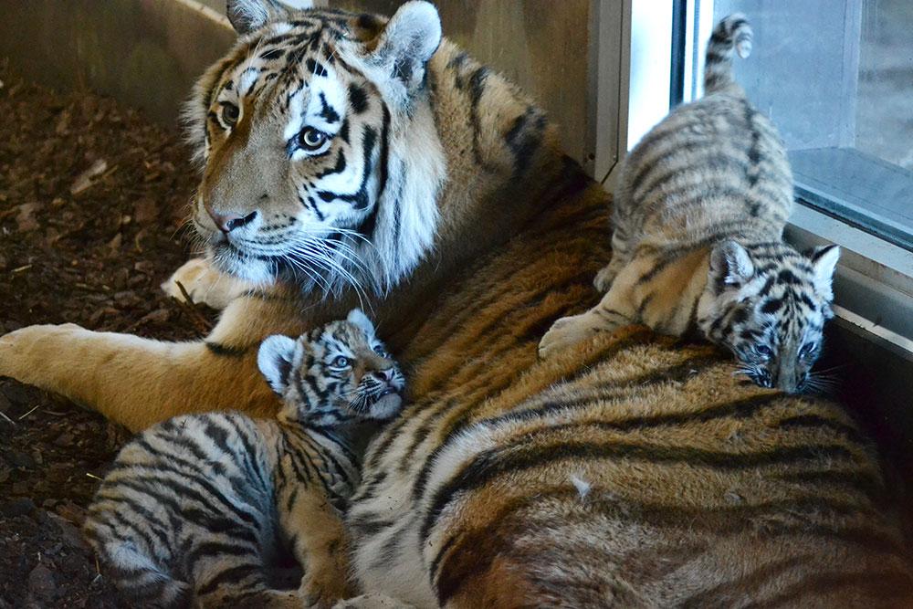 De två sibiriska tigerungarna föddes i januari och det var den första tigerfödslen någonsin i parken.