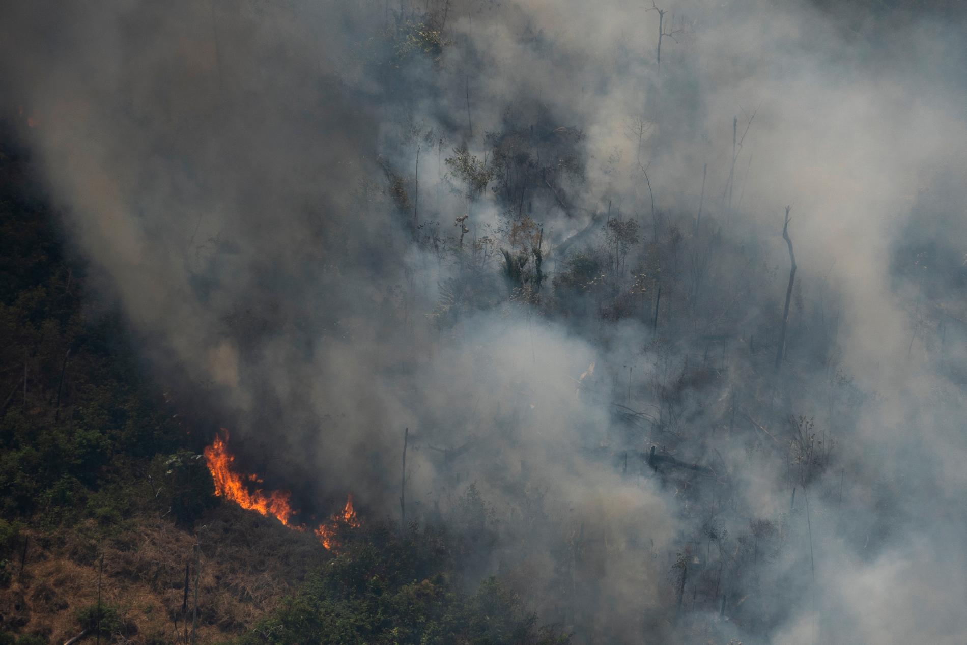 Bränderna i Amazonas kan få förödande konsekvenser, enligt Johan Rockström. 