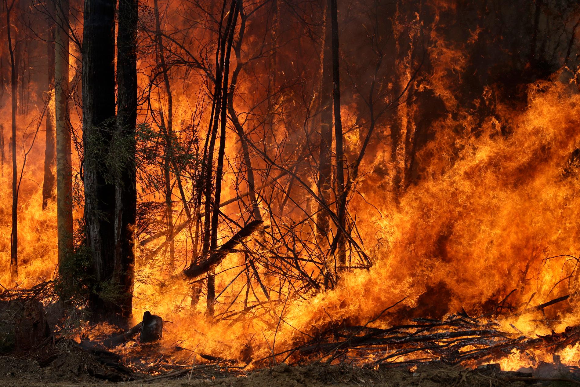 I två australiska delstater rasar nu kraftiga skogsbränder och tiotusentals invånare har beordrats evakuera sina hem. (Arkivbild från Tomarong i New South Wales 2020.)