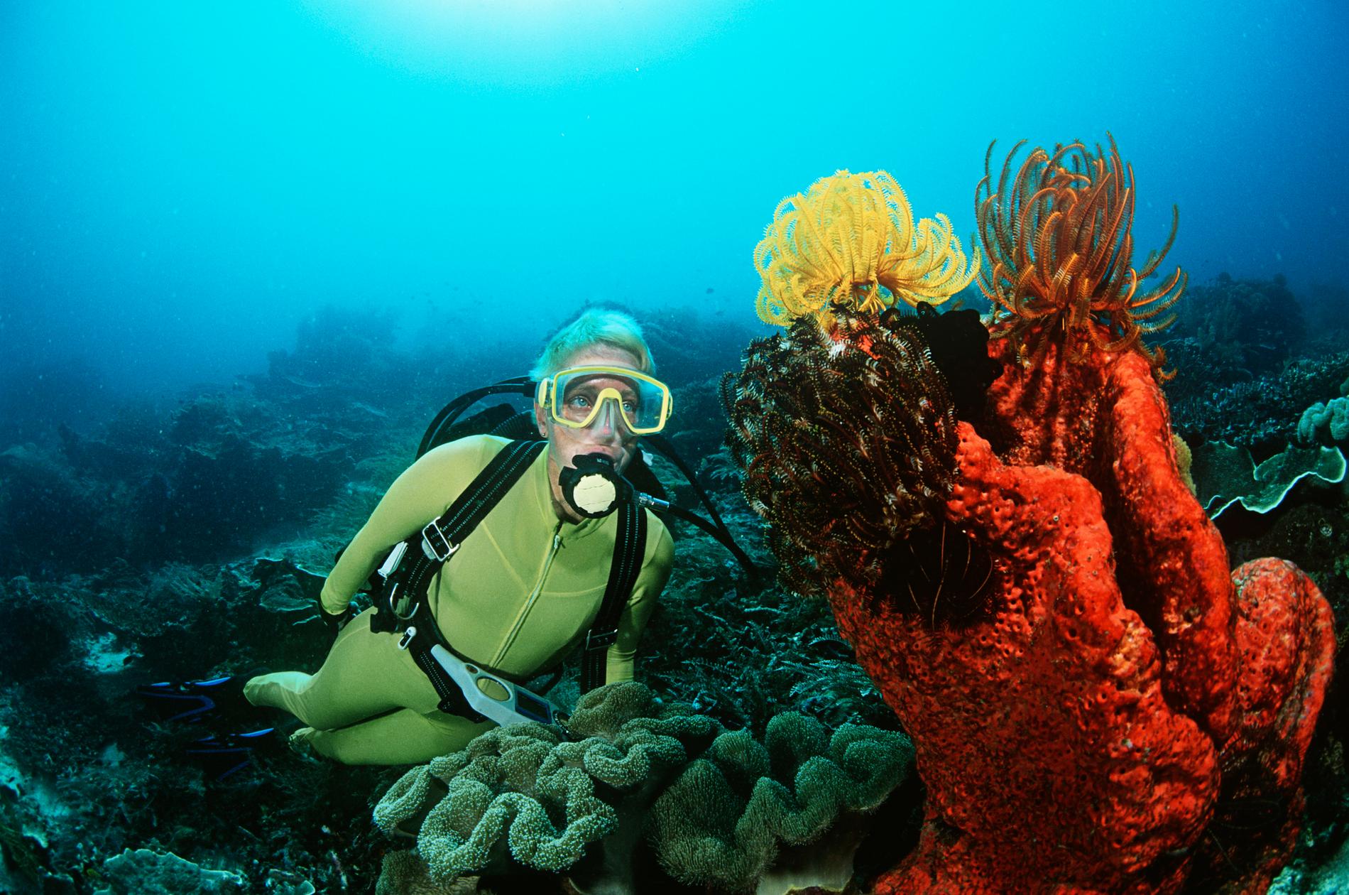 Raja Ampat i östligaste Indonesien har fler sorters koraller, fiskar och undervattensdjur än någon annan plats i världen.