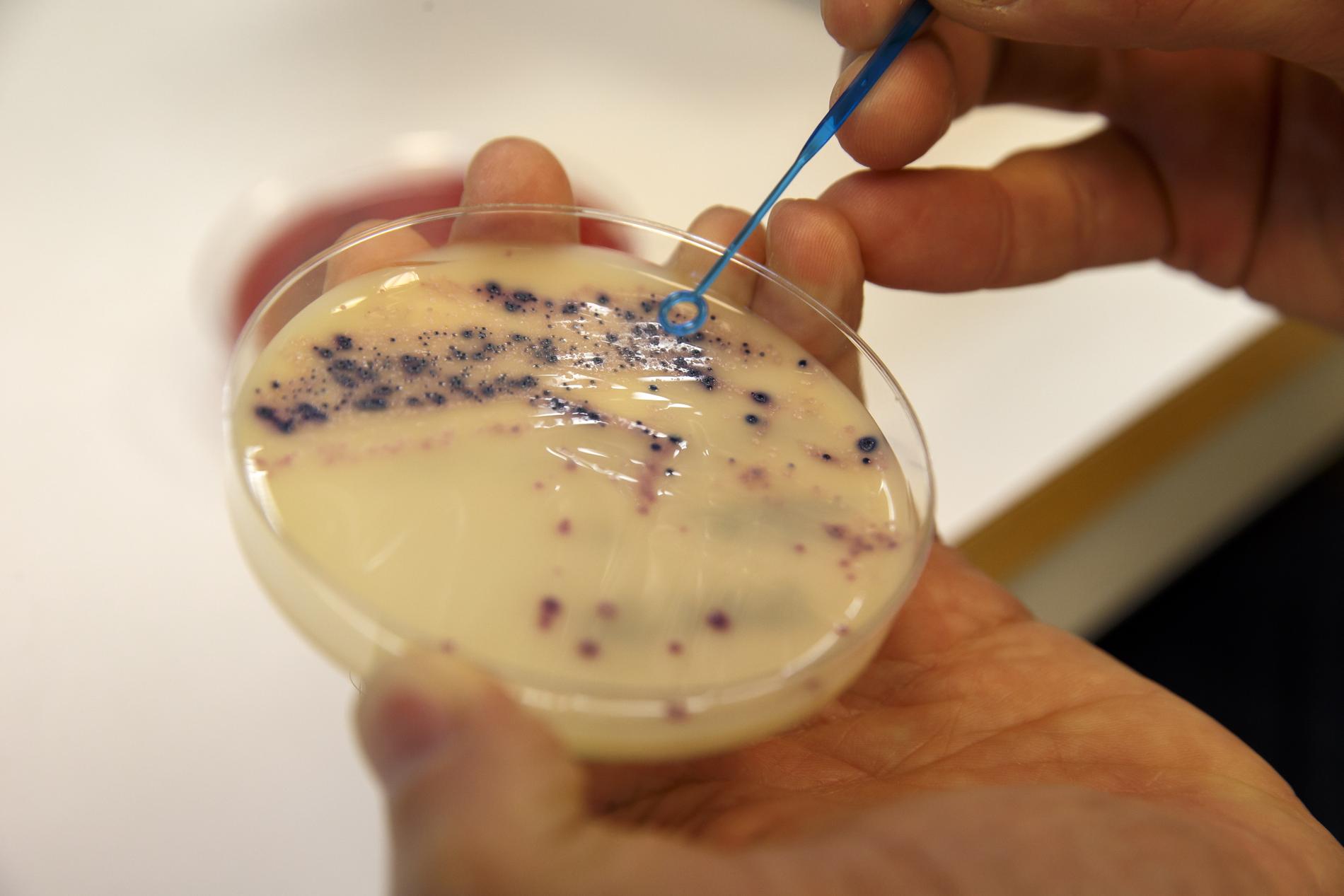 Antibiotikaresistenta bakterier undersöks. Arkivbild.