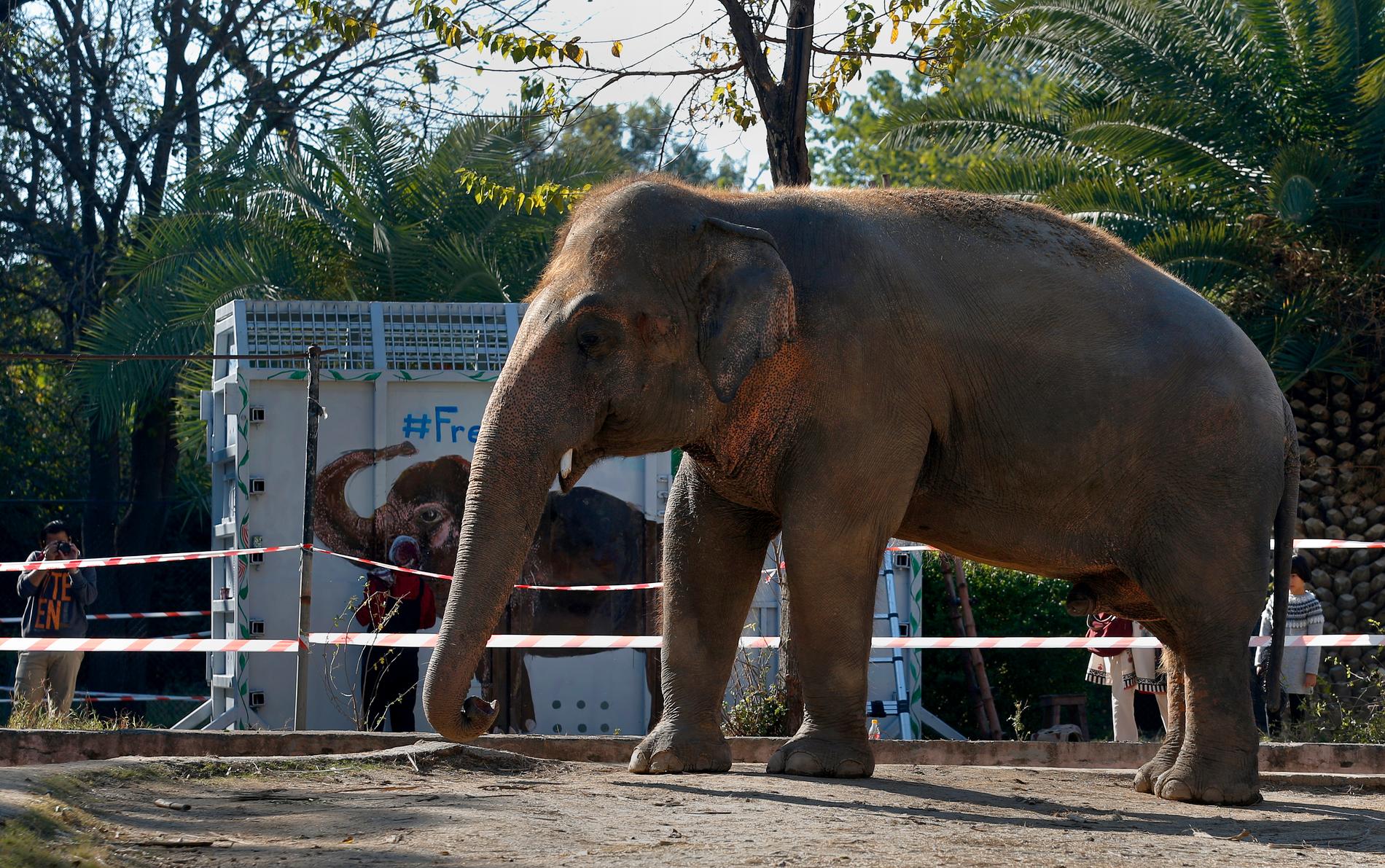 Pakistans enda elefant Kaavan flygs till Kambodja i en specialbyggd låda (i bild), efter år av protester från djurrättsaktivister ledda av den amerikanska artisten Cher. Bilden är tagen på fredagen.