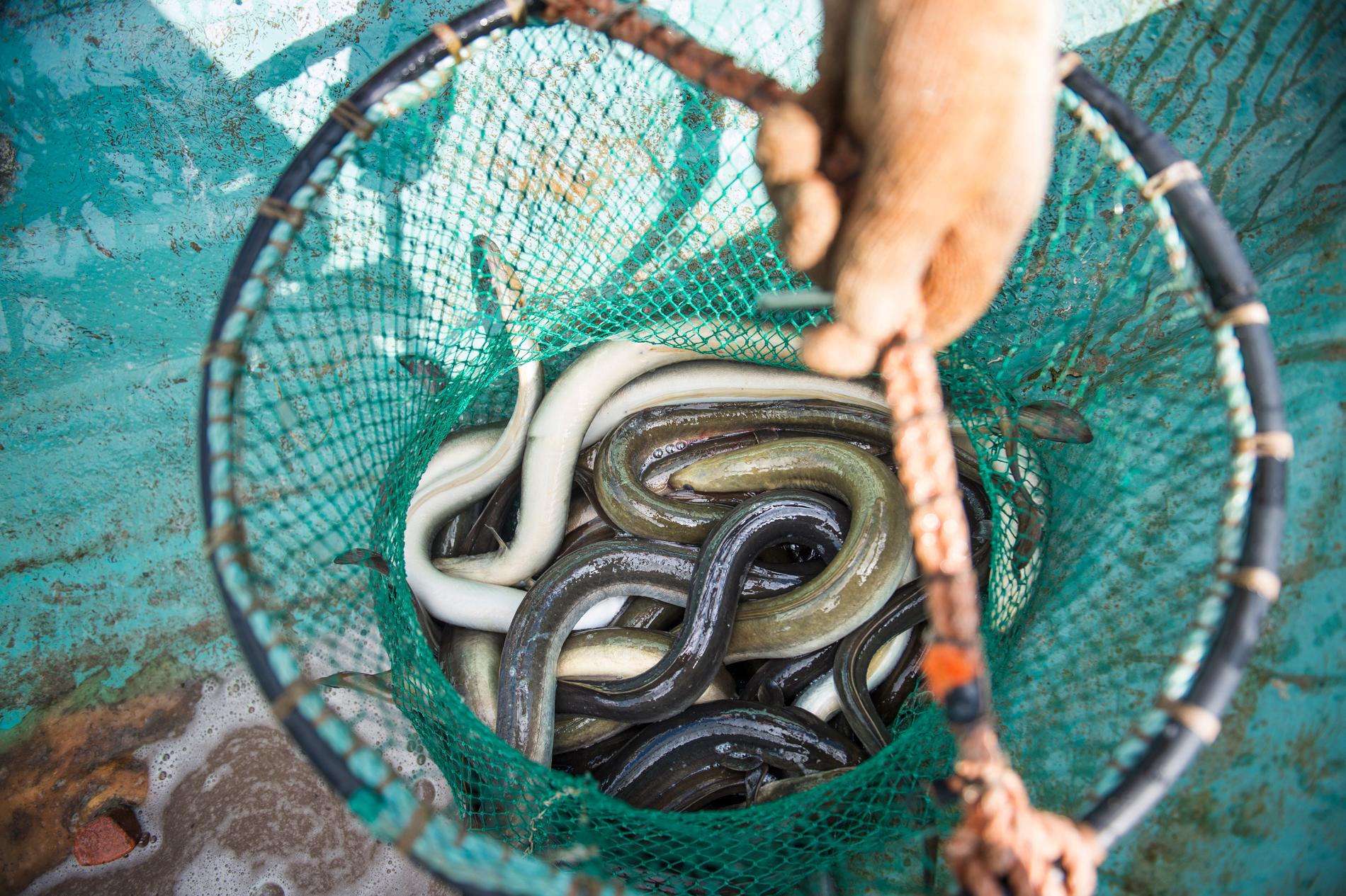 Beslagen av redskap som används för att tjuvfiska den utrotningshotade ålen har ökat kraftigt. Arkivbild.