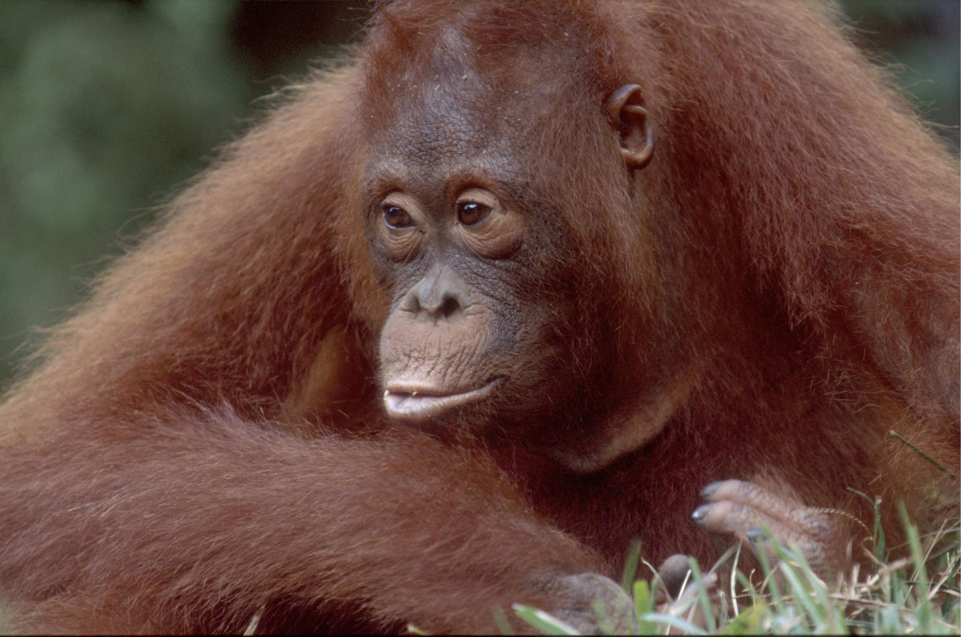 Orangutang sköts med 130 skott, varav 70 i huvudet. Arkivbild.