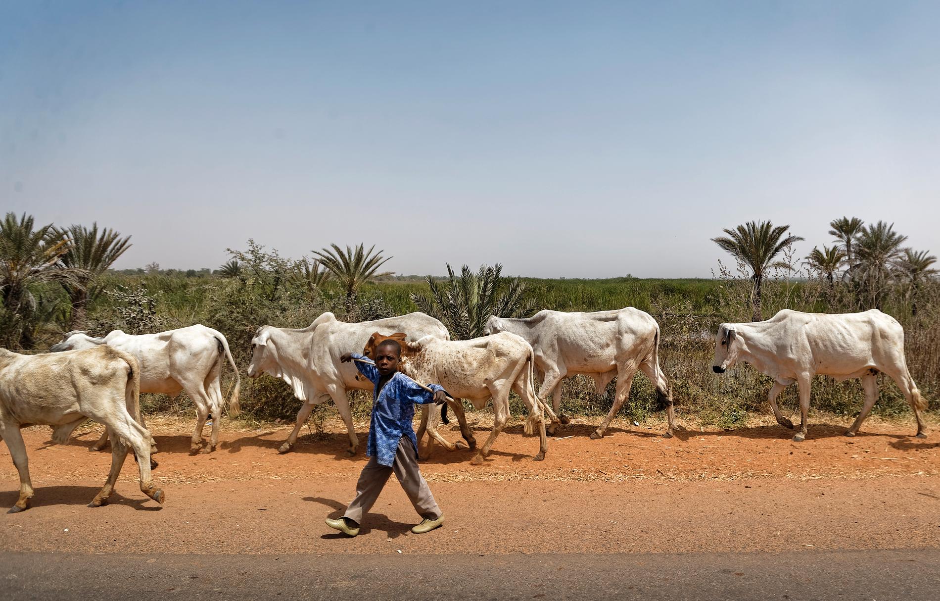 En pojke vaktar boskap i Nigeria. Bilden har inget med händelsen att göra. Arkivbild.