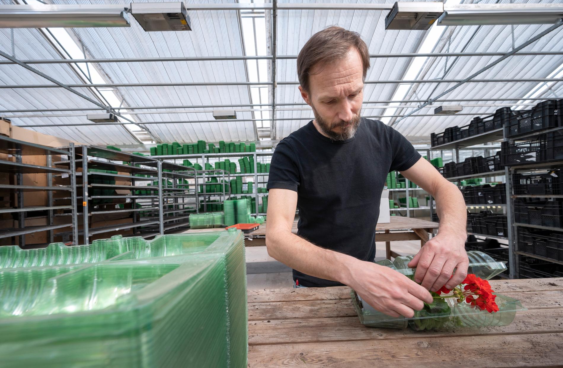Pelargon per post – här packar Bengt Håkansson ner grönskan för vidare leverans ut till kunder runt om i landet.