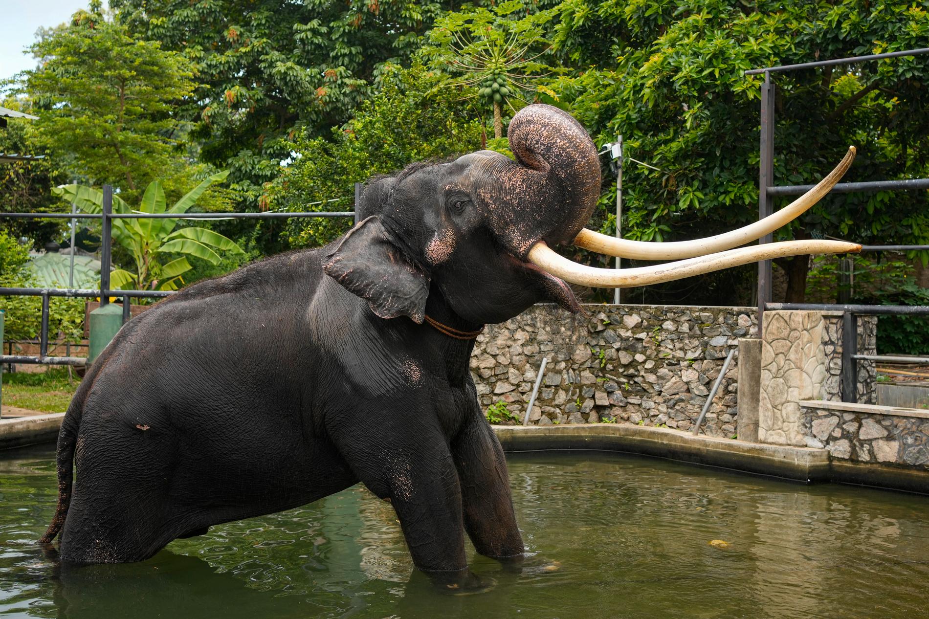 Elefanten Muthu Raja.