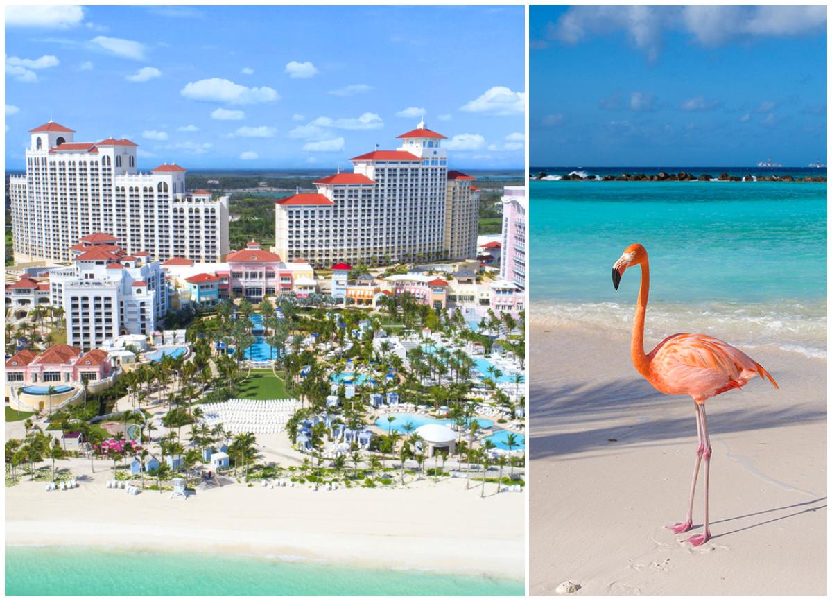Drömjobbet - att få bo på soliga Bahamas och hänga med flamingos - samtidigt som du får betalt.
