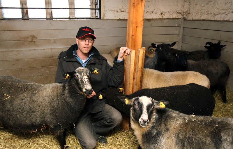 Sören Brodin är orolig. I september gick en varg in på hans tomt och bet ihjäl en tacka – trots att fåren var inhägnade med stängsel.