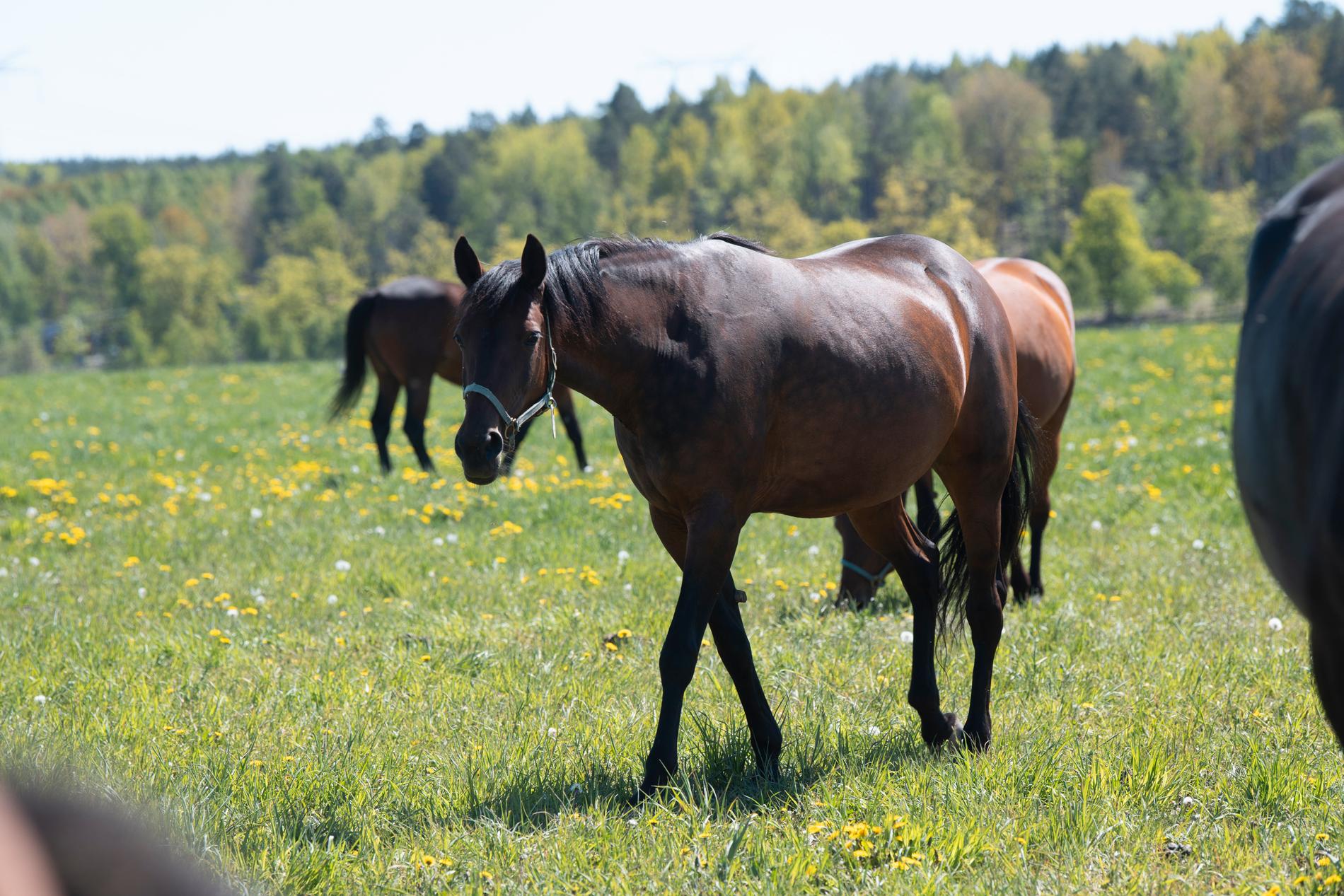 Hästar har pekats ut som en bov i dramat om de lokala orsakerna till övergödning. Men förslag som framkommer i utredningen har inte varit populära inom hästnäringen. Arkivbild.