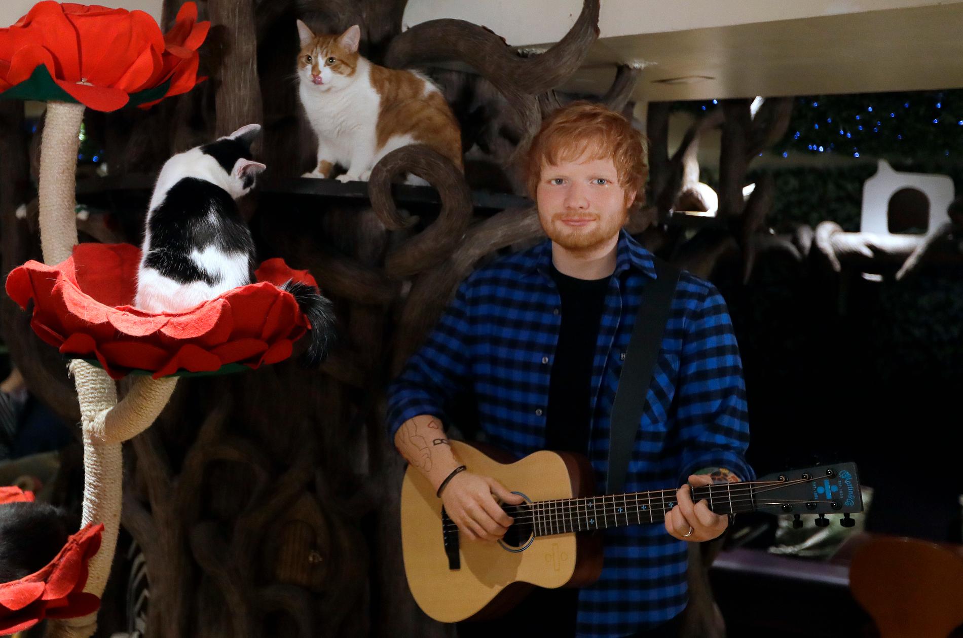 Vaxfiguren föreställande Ed Sheeran omgiven av katter på Madame Tussauds i London. Arkivbild.