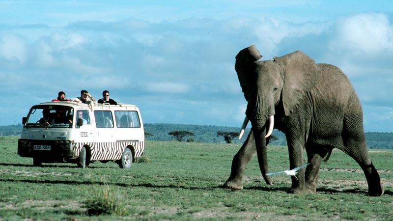 Nationalparken Tsavo är ett av de mest elefantrika områdena i världen.