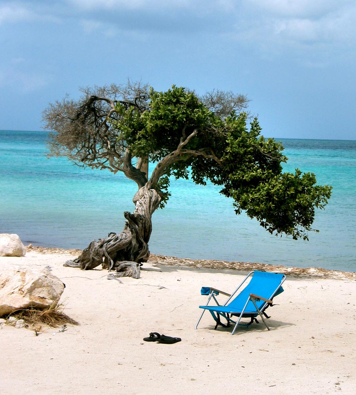 De lutande dividiviträden är typiska för ön.