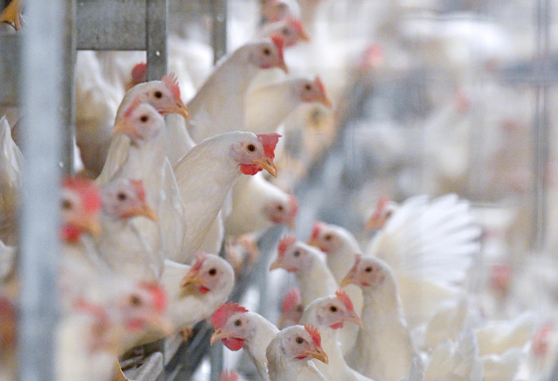 Hittills har tolv utbrott av fågelinfluensa konstaterats hos tamfågel i Sverige sedan i november.