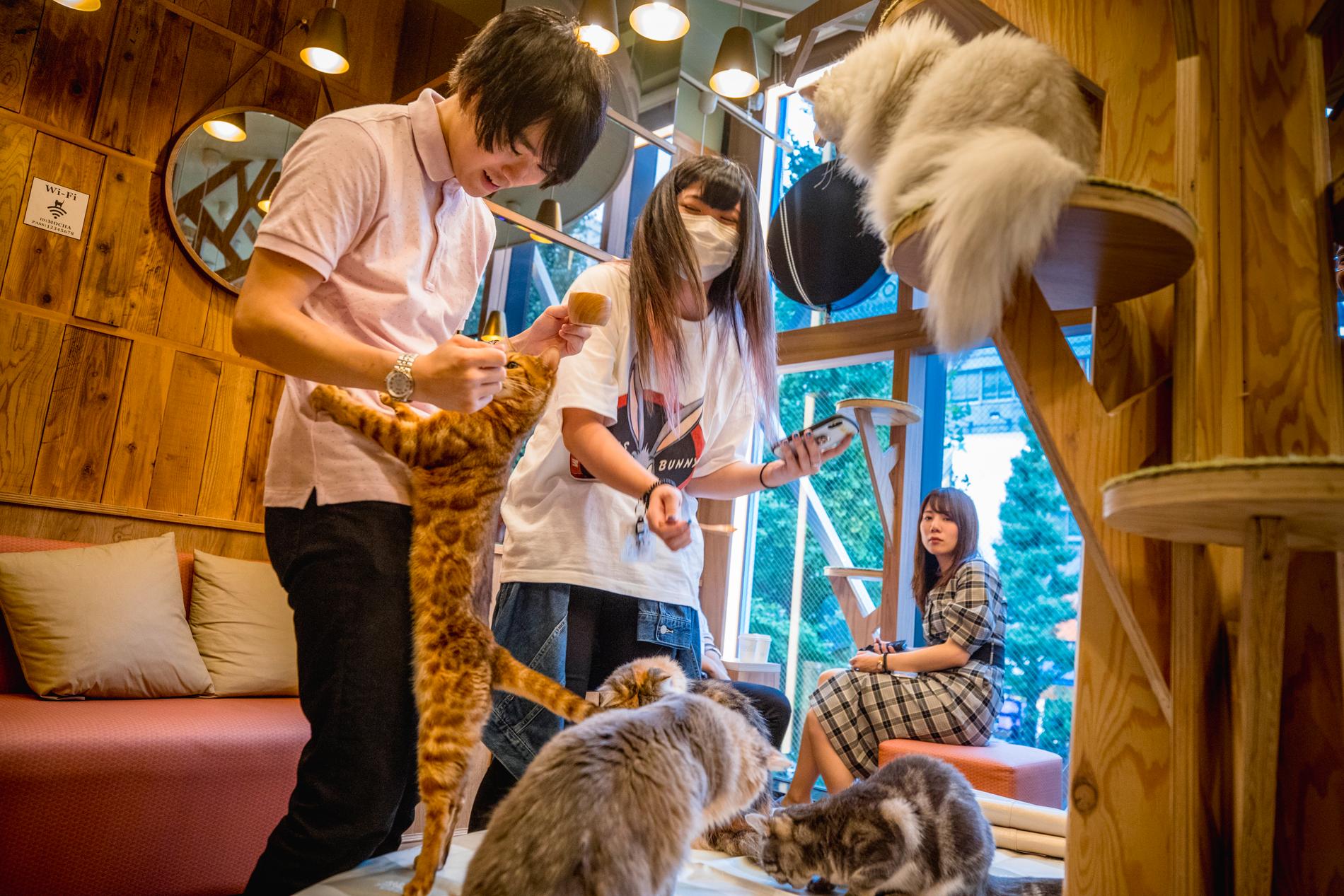 Kattkaféet Mocha. Ett sätt att koppla av för stressade invånare i mångmiljonstaden Tokyo är att ta en kaffe omgiven av katter.