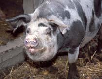 Svinbra för miljön  Tio grisar av rasen Linderöd ska hjälpa till att hålla markerna öppna.