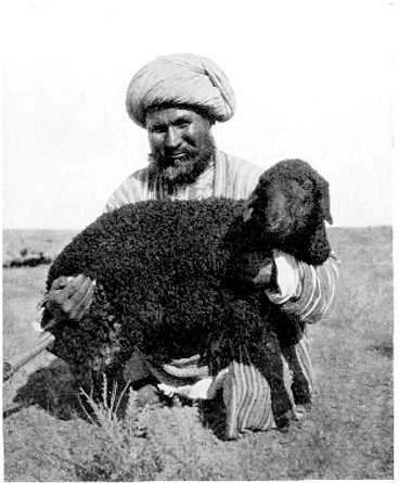 Afghansk fåraherde.