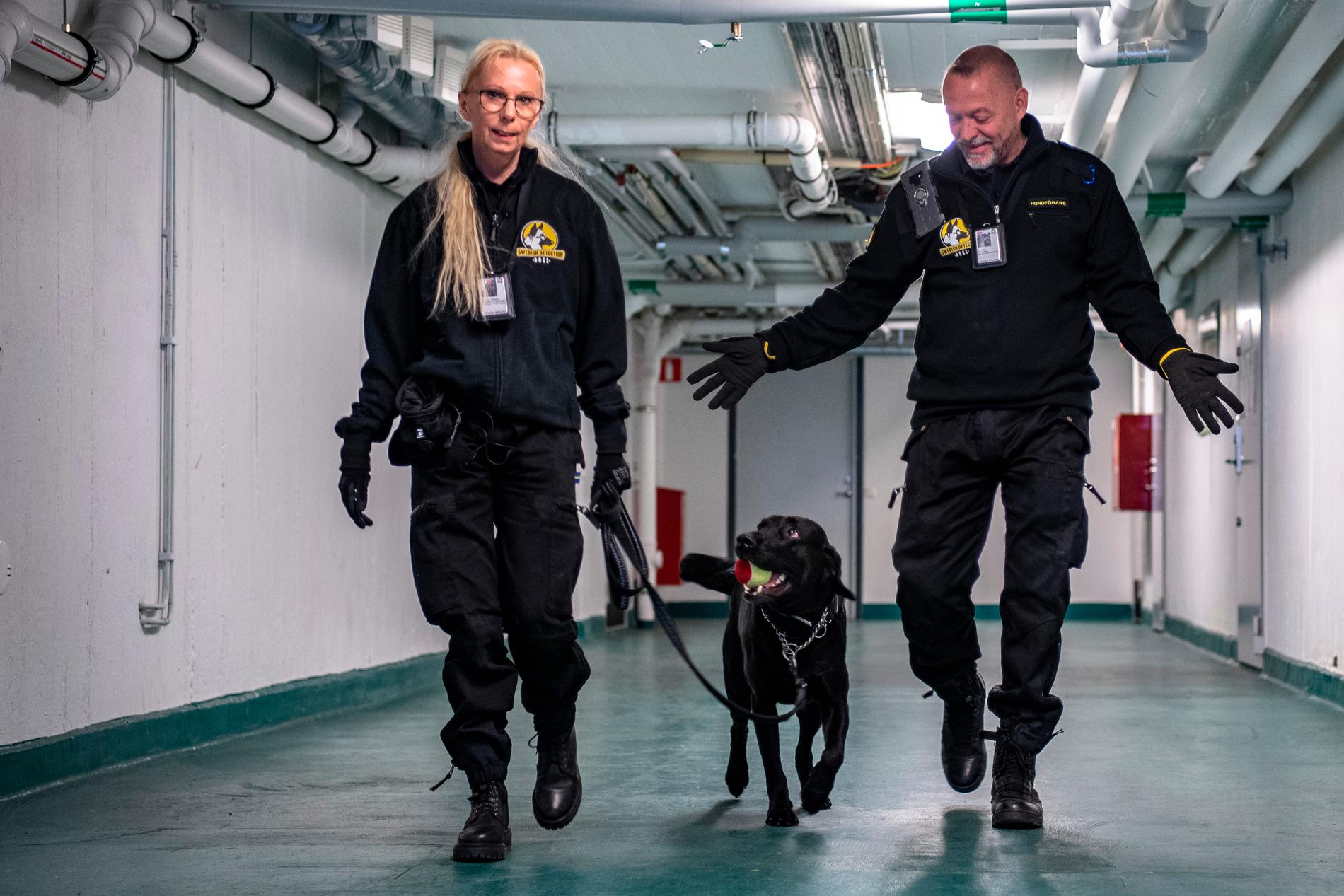 Källare är en vanlig arbetsplats för Pernilla Moberg, Christer Hofström och specialsökhunden Truls Poseidon. 