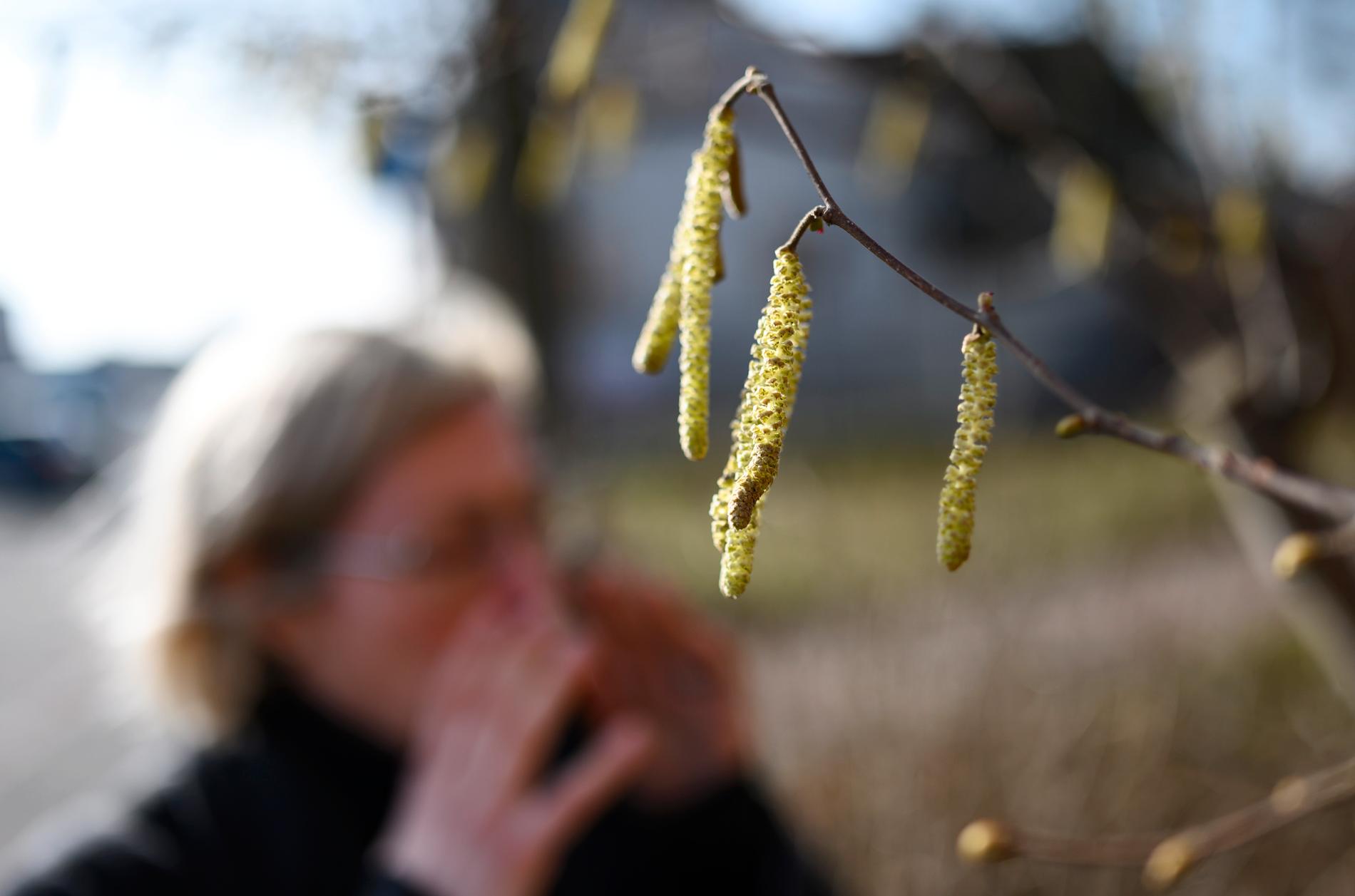 En kvinna nyser bakom hasselhängen på ett träd i Sölvesborg. Arkivbild.