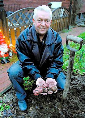 Kent Erikstedt i Eskilstuna skördar potatis – i januari.
