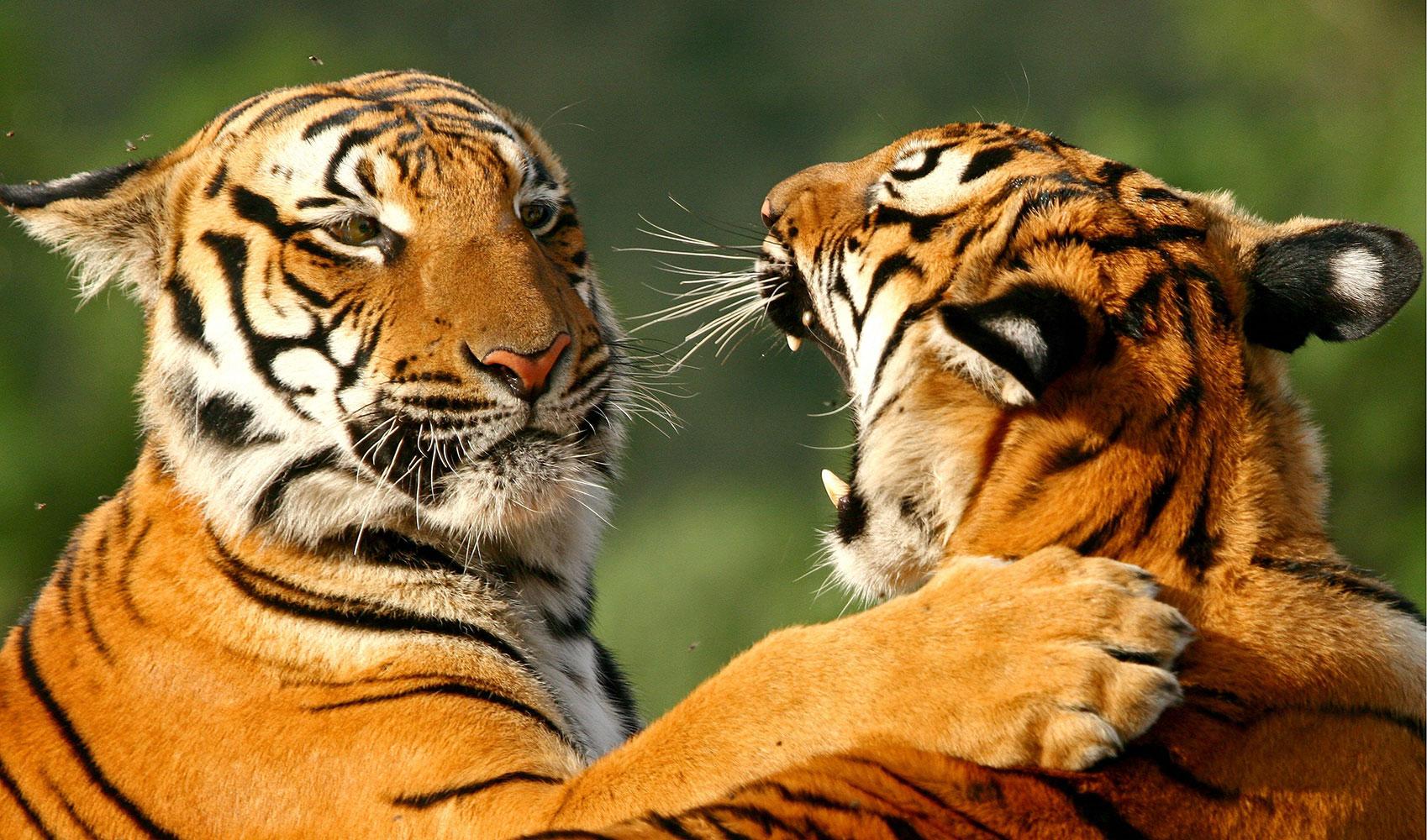 Sydkinesiska tigerungar.