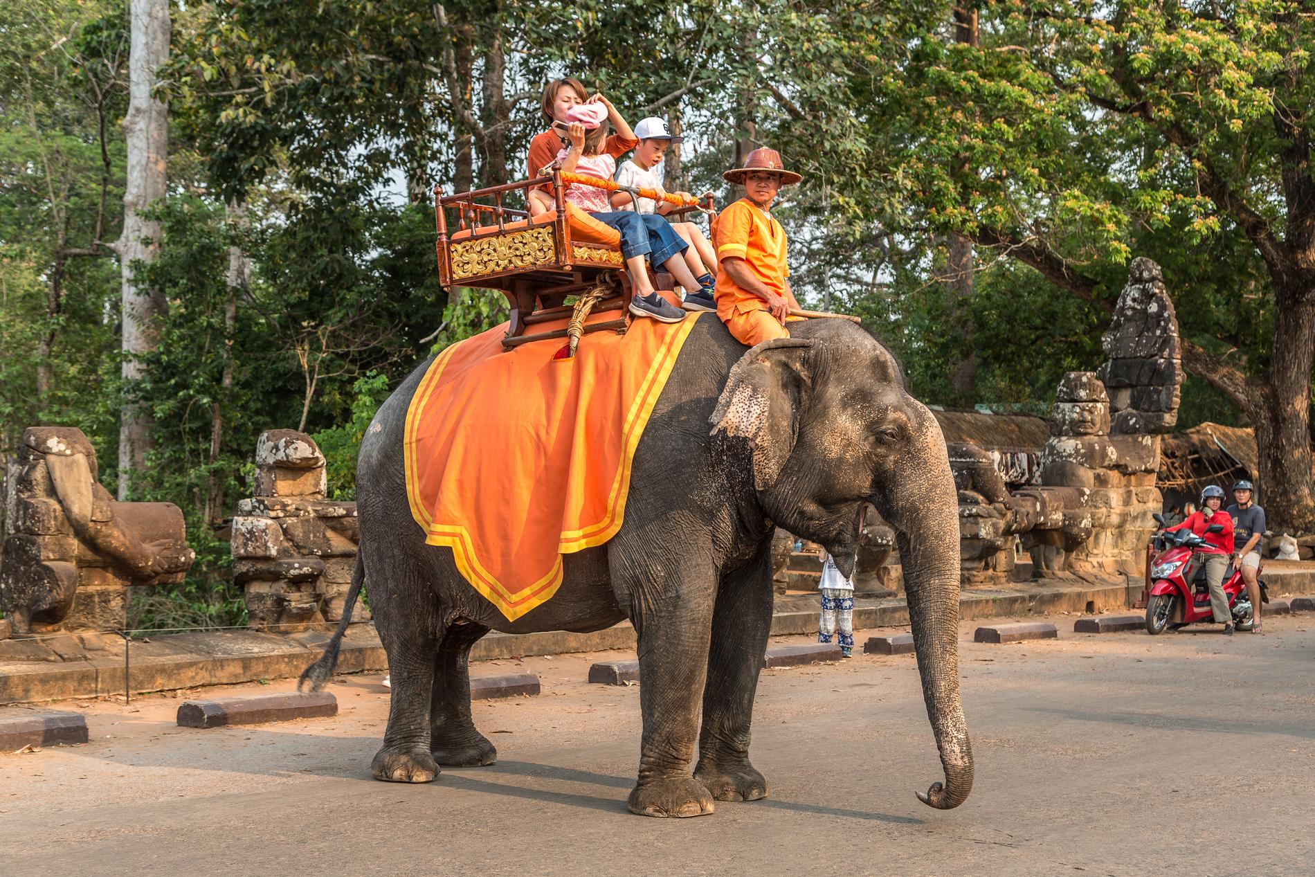 Turister rider på en elefant vid Angkor Wat-templet i Kambodja.