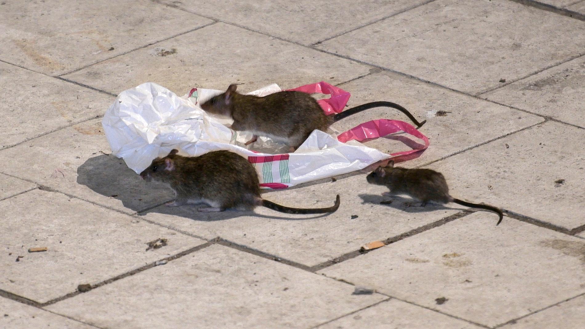 Råttor letar efter mat på Sergels torg i Stockholm en vårnatt. Saneringsbolag gör allt fler utryckningar mot råttor, framförallt i städerna. Arkivbild.