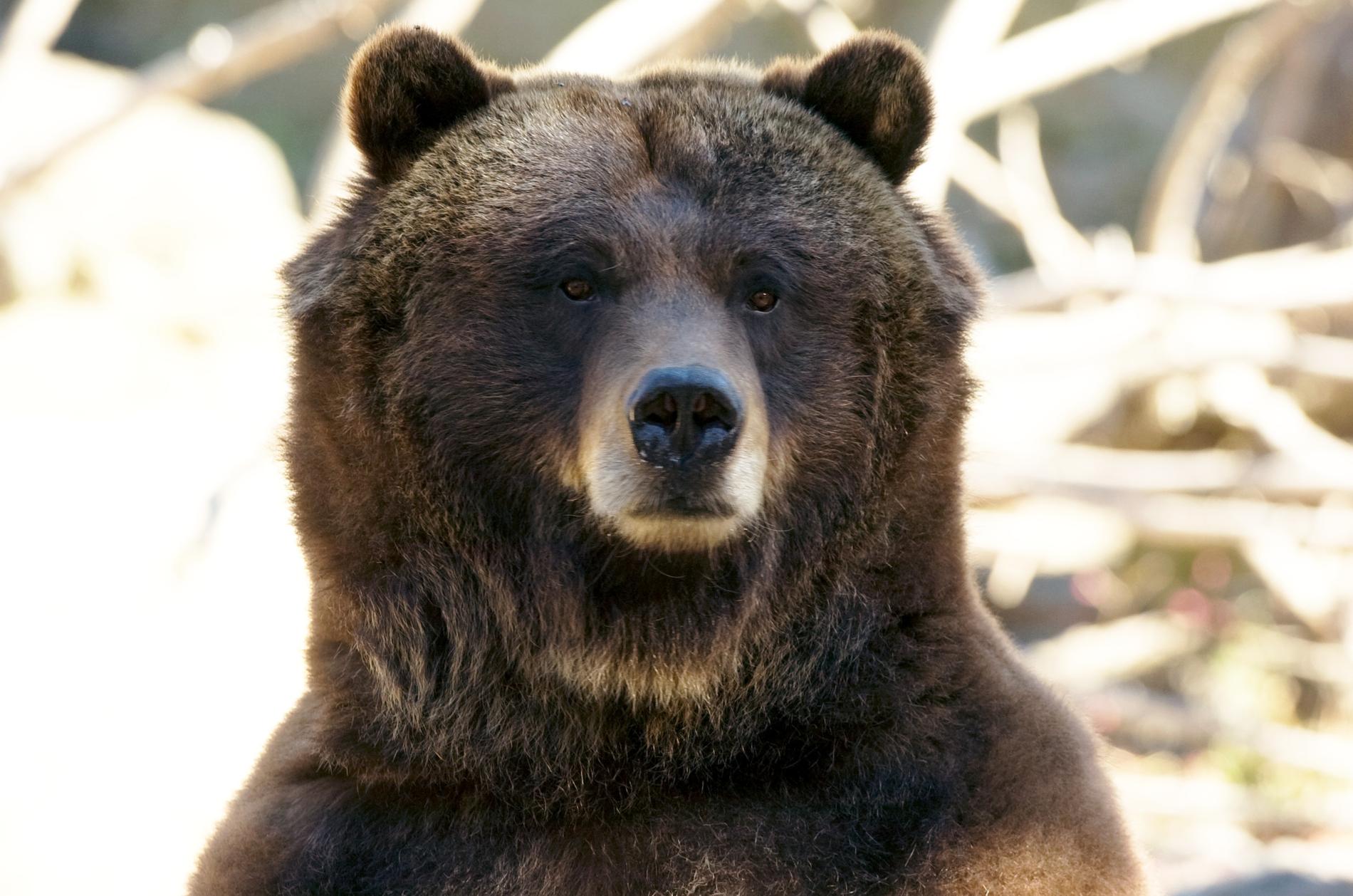 Det är är grizzlybjörnen Veronica. Hon bor i Bronx Zoo och är en av alla björnar som alltså inte har våldtagit Leonardo DiCaprio.