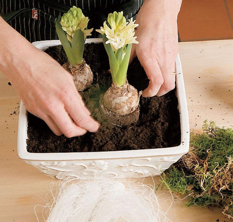 Gör så här: 2. Ta ut hyacintlökarna ur sina ytterkrukor och tryck ned lökarna i jorden, platta till ordentligt så att jorden blir så kompakt som möjligt.