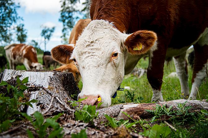 Metanet från kor, får, getter och andra idisslare är en kraftig klimatgas men den försvinner ur atmosfären efter tio år. Så länge djuren inte blir fler ökar inte halten. Nötproduktionen släpper ut cirka 28 kg CO2e per kilo benfri råvara.
